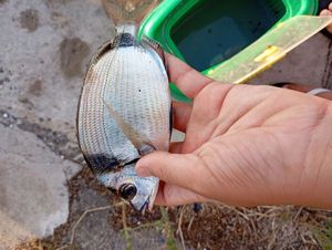 White Seabream