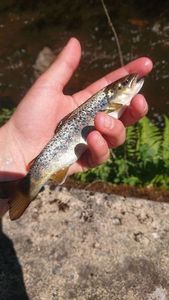 Brown Trout