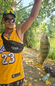 European Perch