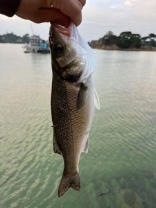 European Bass (Seabass)