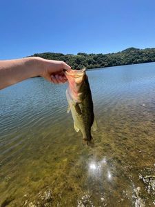 Largemouth Bass