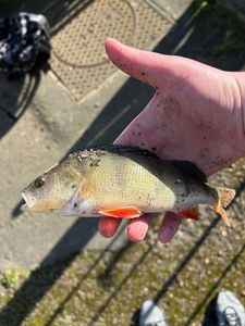 European Perch