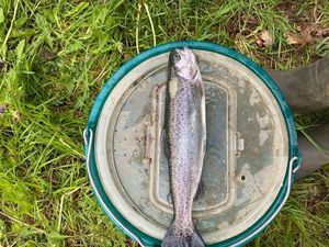Rainbow Trout