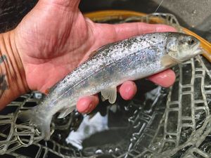 Brown Trout