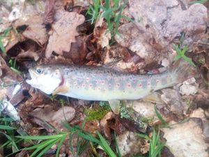 Brown Trout
