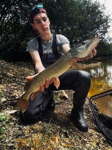 Northern Pike