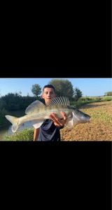 Zander