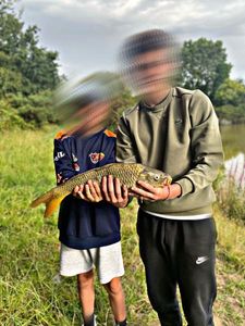 Common Carp