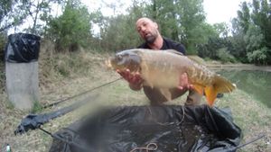 Carpe miroir