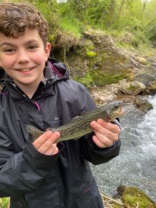 Brown Trout