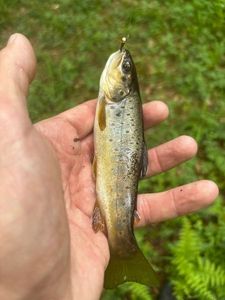 Brown Trout