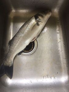 European Bass (Seabass)