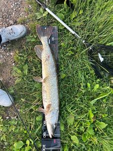 Northern Pike