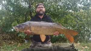 Common Carp