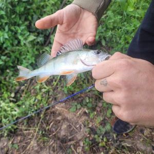 European Perch