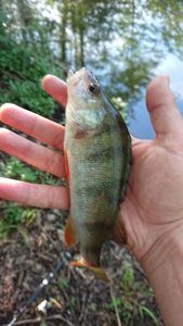 European Perch