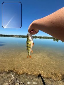 European Perch