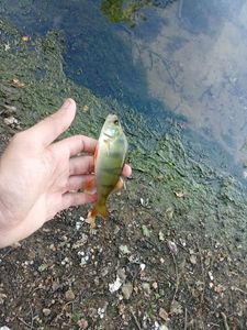 European Perch