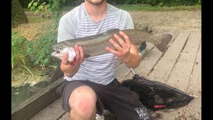 Rainbow Trout