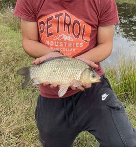 Crucian Carp