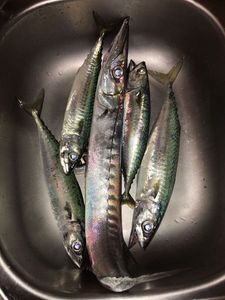 Great Barracuda