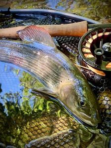 Grayling