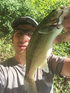 Largemouth Bass