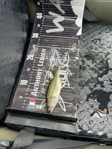 Largemouth Bass