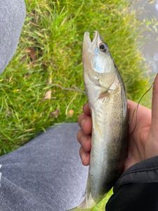 Zander