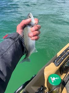 European Bass (Seabass)