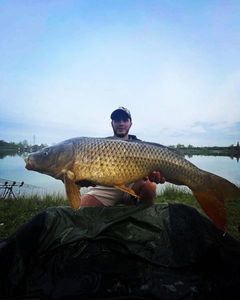 Common Carp