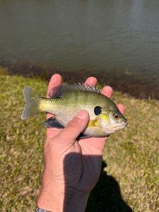 Bluegill