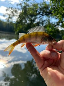 European Perch