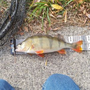 European Perch