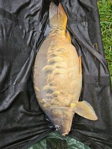 Mirror Carp