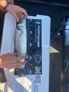European Bass (Seabass)