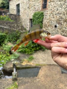 European Perch