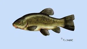 Tench