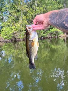 Smallmouth Bass