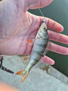 European Perch