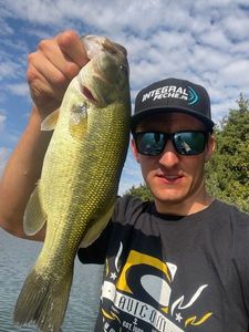 Largemouth Bass