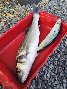 European Bass (Seabass)