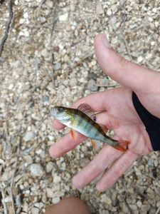 European Perch
