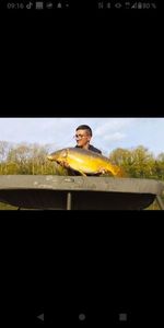 Mirror Carp