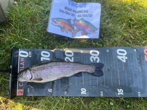 Rainbow Trout
