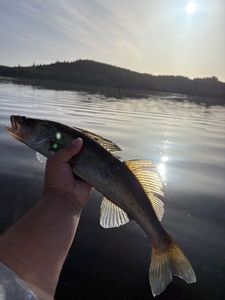 Zander