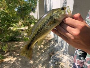 Largemouth Bass