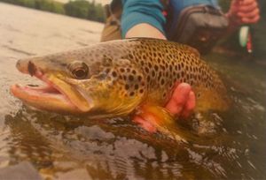 Brown Trout