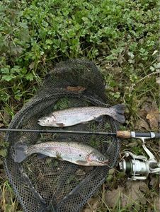 Rainbow Trout