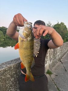 European Perch